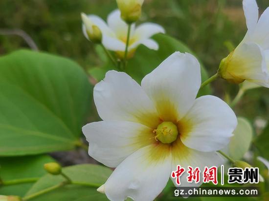 图为疑是变异的油桐花。