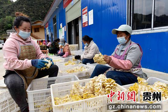 3月22日，村民在罗甸县沫阳镇麻怀村分拣榆黄菇。