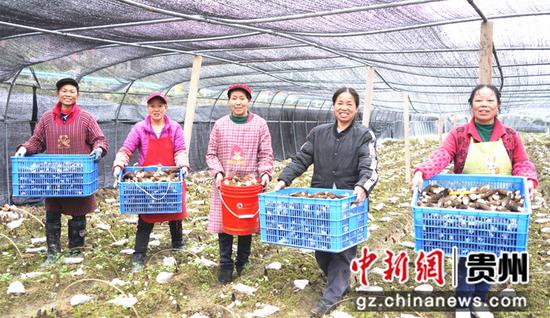 采收羊肚菌 梁瀚泽摄 采收羊肚菌 梁瀚泽摄