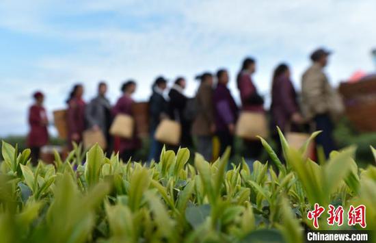 茶农在松桃苗族自治县普觉镇大同茶园排队交集茶叶。　龙元斌 摄