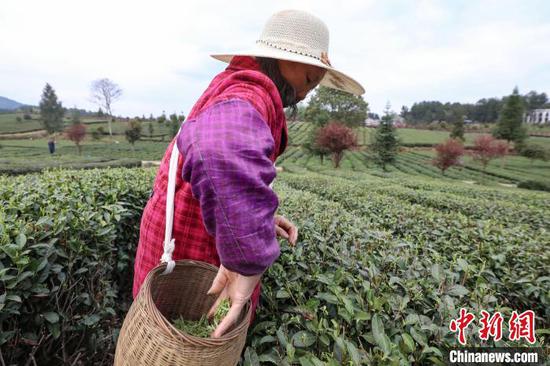 3月23日，茶农在凤冈县永安镇的茶园采摘春茶。　瞿宏伦 摄
