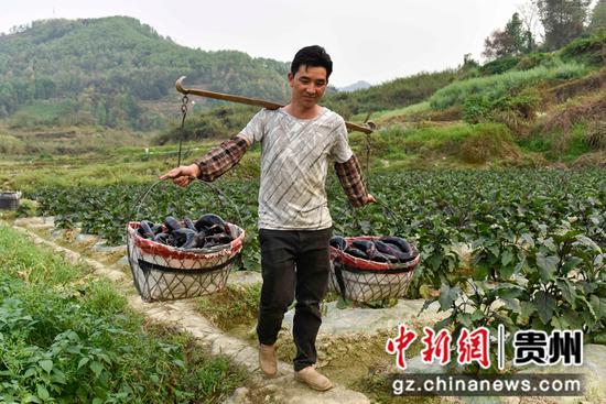 罗甸县龙坪镇五星村村民在采收茄子。