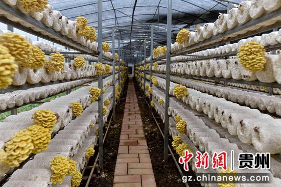 3月22日，罗甸县沫阳镇麻怀村食用菌种植基地长势喜人的榆黄菇。