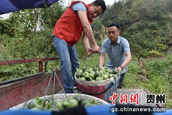 罗甸县龙坪镇五星村工作队员和村民在采收小瓜。