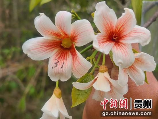 图为常见的油桐花。