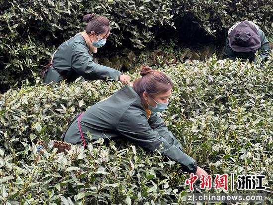 志愿者帮助茶农们采摘茶叶。 王题题供图