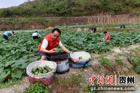 罗甸县龙坪镇五星村工作队员和村民在采收小瓜。