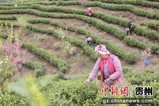 白茶基地成为当地人就近就业的好去处陈孝新 摄 白茶基地成为当地人就近就业的好去处陈孝新 摄