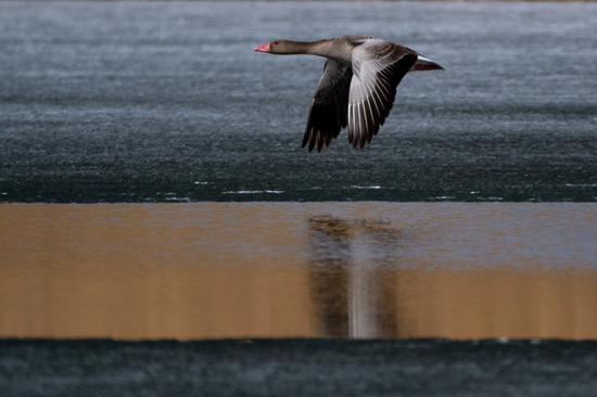 3月19日，克拉玛依市乌尔禾区黄羊泉水库下游的一处水域，灰雁从冰面上空掠过，水中留下了它的倒影。（摄影：闵勇）