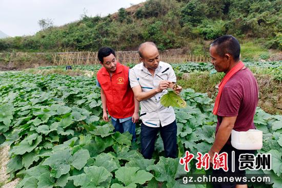 农技人员在罗甸县龙坪镇五星村指导村民种植蔬菜。