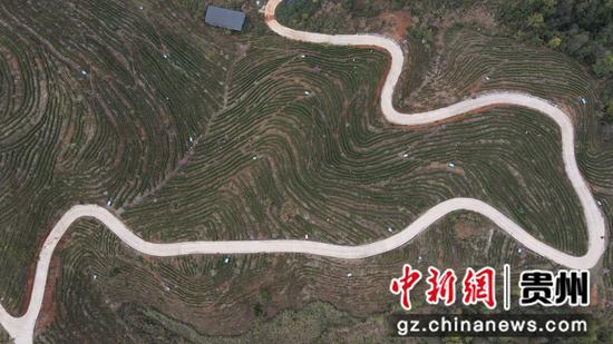 从空中俯瞰白茶基地 陈孝新 摄 从空中俯瞰白茶基地 陈孝新 摄