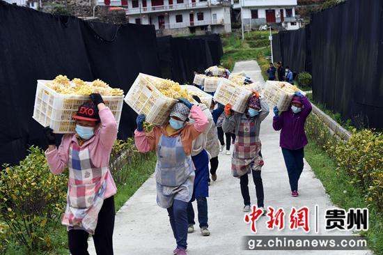 3月22日，村民在罗甸县沫阳镇麻怀村采收榆黄菇。