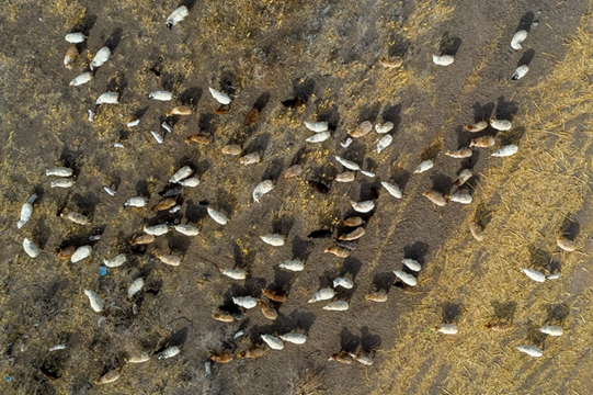 3月19日，克拉玛依市乌尔禾区乌尔禾镇，冰雪殆尽的大田土壤变得松软，羊群来到田间悠然觅食。(摄影：闵勇)