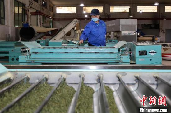 3月23日，贵州凤冈永安镇一家茶企员工在查看茶叶加工情况。
