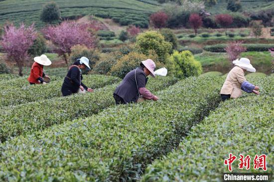 3月23日，茶农在凤冈县永安镇的茶园采摘春茶。　瞿宏伦 摄