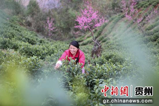 茶园景色 陈孝新 摄 茶园景色 陈孝新 摄
