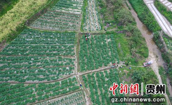 罗甸县龙坪镇五星村村民在采收蔬菜（无人机照片）。