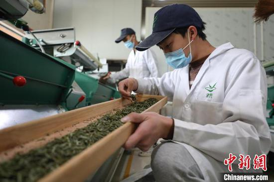 3月23日，贵州凤冈永安镇一家茶企员工在查看茶叶加工情况。　瞿宏伦 摄