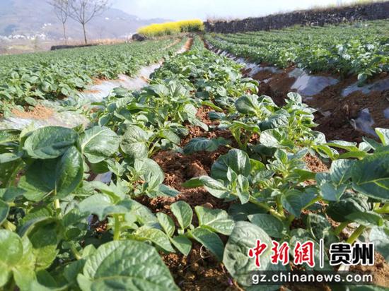 马铃薯基地 马铃薯基地