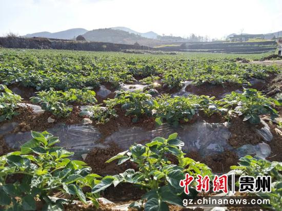 马铃薯基地 马铃薯基地