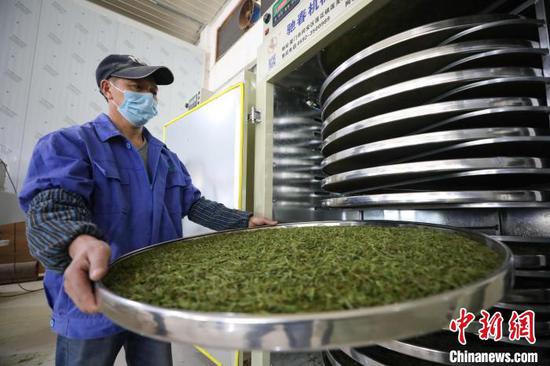 3月23日，贵州凤冈永安镇一家茶企员工将茶叶放入设备提香。　瞿宏伦 摄