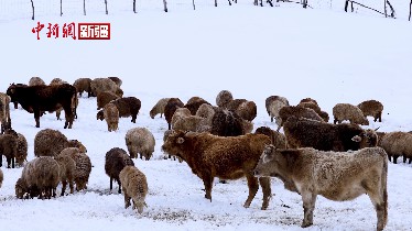 新疆巩留县：强降雪天气 畜牧生产安全有保障