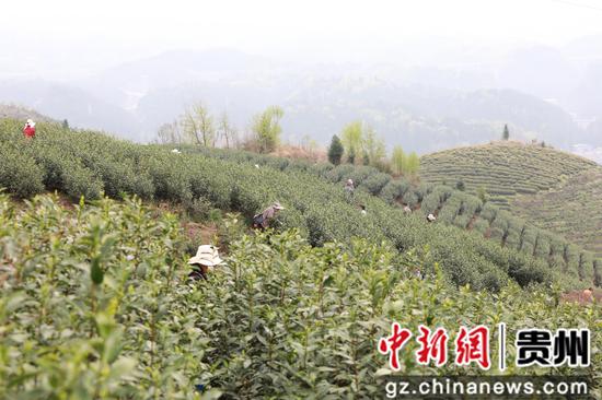 贵州织金：乡村因茶而美 民众依茶而富