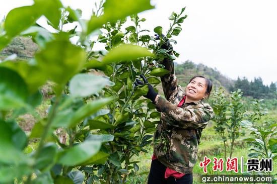 3月24日，在贵州省铜仁市万山区黄道乡田坪村大路冲组香柚种植基地，果农在修剪果树。