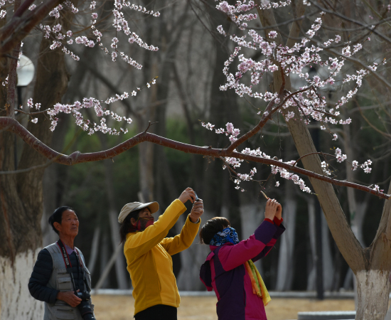 新疆庫爾勒：桃花綻放 春色滿園
