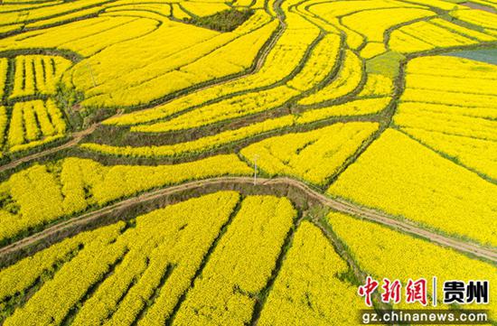 3月28日，贵州省黔西市洪水镇源水村晚季节油菜花（无人机照片）。