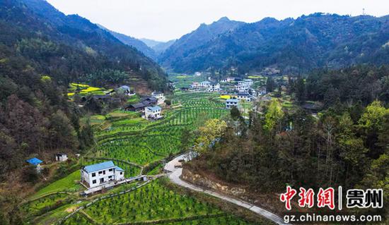 3月24日，在贵州省铜仁市万山区黄道乡田坪村大路冲组香柚种植基地（无人机航拍）。