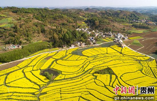 3月28日，贵州省黔西市洪水镇源水村晚季节油菜花（无人机照片）。