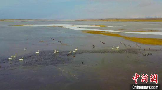 每年三四月份，天鹅、疣鼻天鹅等珍禽鸟类成群结队返回新疆和静巴音布鲁克草原。　马江敏　摄