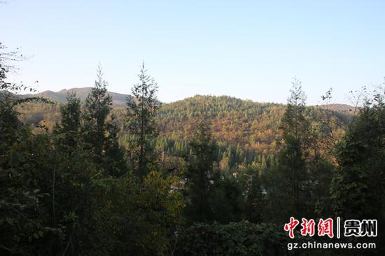 贵州省毕节市七星关区长春堡国储林项目（一项）中幼林示范点。毕节市国储林管理有限公司供图