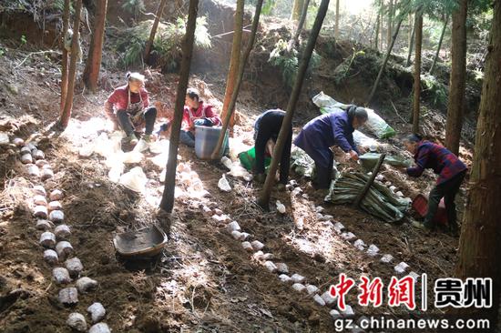 贵州织金：发展林下产业 促进“绿色”振兴