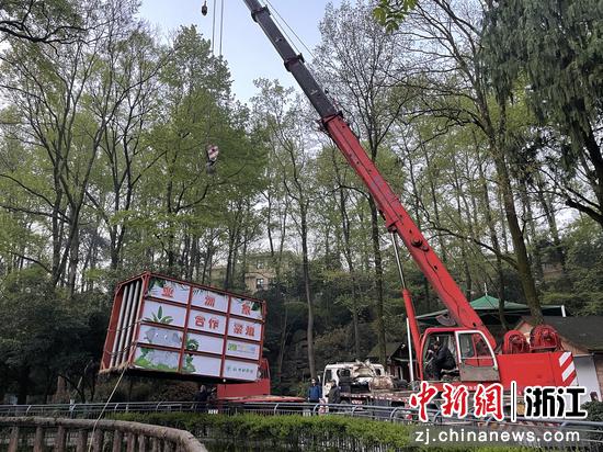 “罗纹”准备出发去宁波野生动物园。 杭州动物园供图