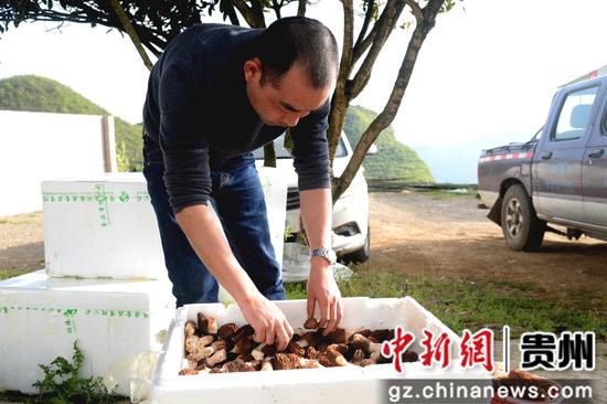 贵州省清镇市：200亩羊肚菌助农增收