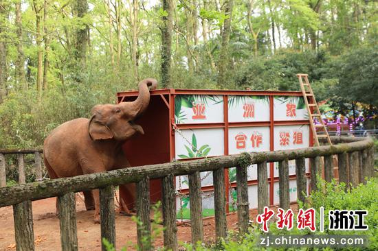 “罗纹”进“花轿”。 杭州动物园供图