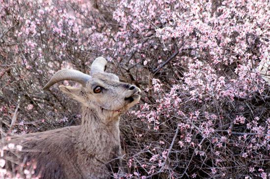 春光无限好！快来这里观看岩羊与桃花的唯美邂逅