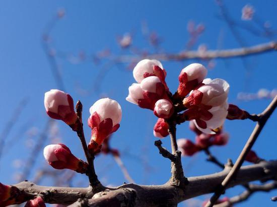 3月31日，阿克苏市托普鲁克乡帕合特勒克村的杏花含苞待放。高象梅 摄