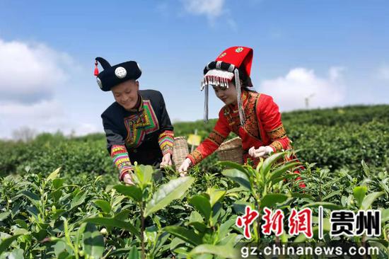贵州大方：白茶进入采摘期