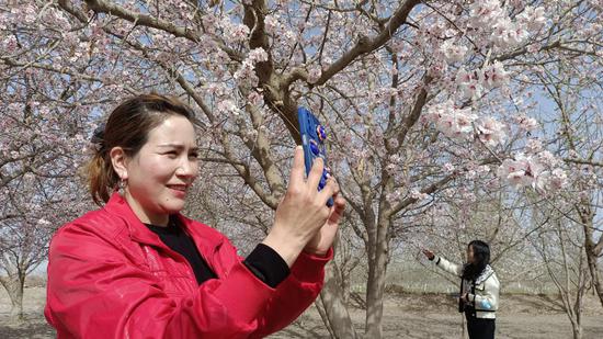 3月31日，阿克苏市凤泉河公园杏花盛开，吸引市民前来踏青赏花。范公平 摄