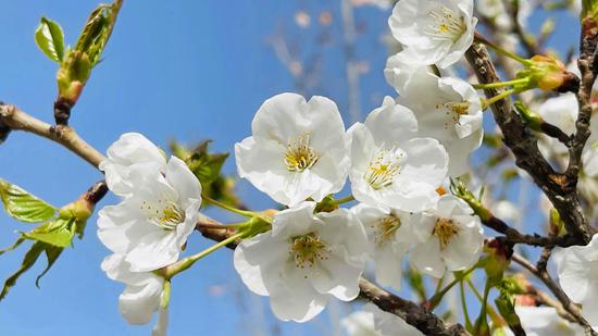 3月31日，阿克苏市人民医院杏花朵朵盛开。陈婉仪 摄