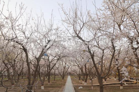 新疆阿克苏市：花开遍地春意浓 踏春赏花正当时