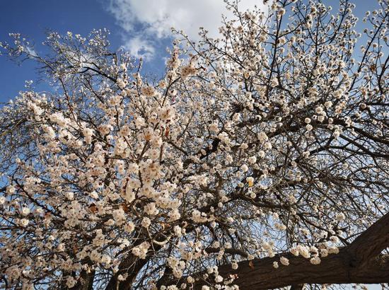 3月31日，阿克苏市拜什吐格曼乡科克巴什村的杏花。王小娟 摄