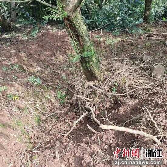被破坏的香榧树  麻仙伟供图