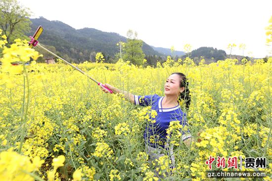 贵州江口：乡村菜花蕴藏“致富经”