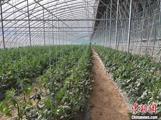 新疆兵团：日光温室蔬菜长势良好 荒漠添“新绿”