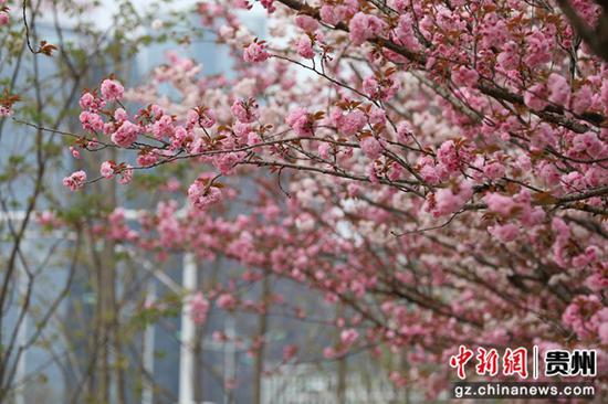 桃林路的樱花树。