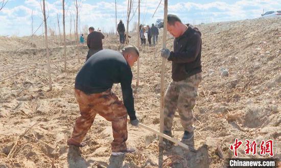 新疆兵团第八师一四九团干部职工植树造林，绿化家园。　吴佩　摄